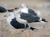 juvenile LBBG, ringed in the Netherlands.